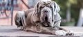 Украина: страховка "ОСАГО" для... собак: сколько стоит обязательный полис и какие выплаты предусмотрены