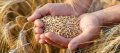 Украина экспортировала 90% продовольственного зерна
