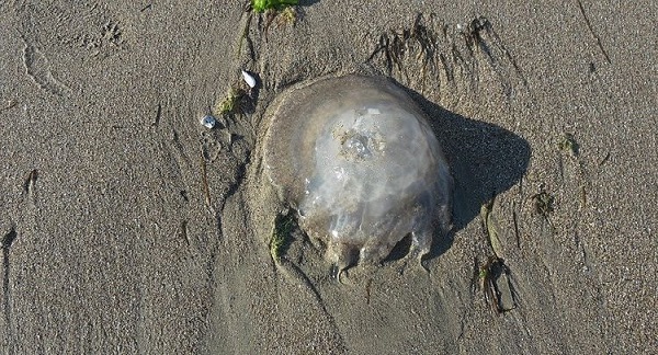 Аномальное явление - после непогоды, воды и берег Азовского моря заполнили миллионы медуз. Видео