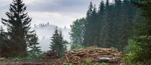 "Большая посадка" деревьев Зеленского связана с рынком земли и обойдется в несколько миллиардов