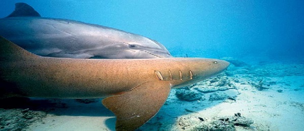 Боятся ли акулы дельфинов и касаток?