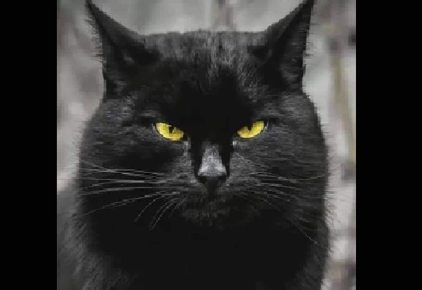 Чёрные коты: вечное проклятье или надежная защита?