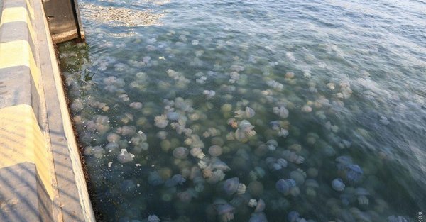 Смерч из комаров и нашествие медуз. Одесская область угодила в эпицентр природной аномалии
