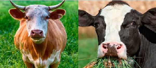 Почему мясо коровы - говядина, а не коровятина? ВИДЕО