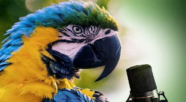 Почему попугаи имитируют человеческую речь?