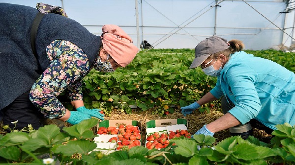 Rzeczpospolita: украинцы возвращаются в Польшу, но за это придется много заплатить