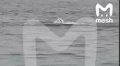 Акулы Красного моря тоже начали контрнаступление: В Египте "бандеровская" акула уничтожила россиянца