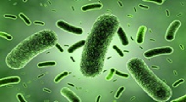 Ученые описали самую древнюю бактерию на Земле