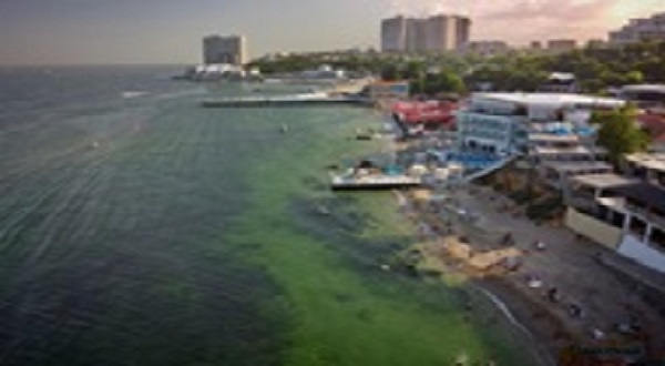 В Одессе из-за бактерий позеленело море