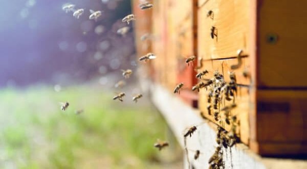 Відводки бджіл: що це таке і як їх придбати